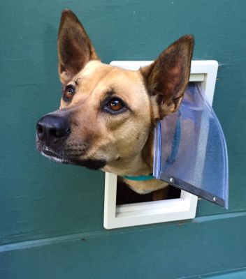 Dog Door Repair